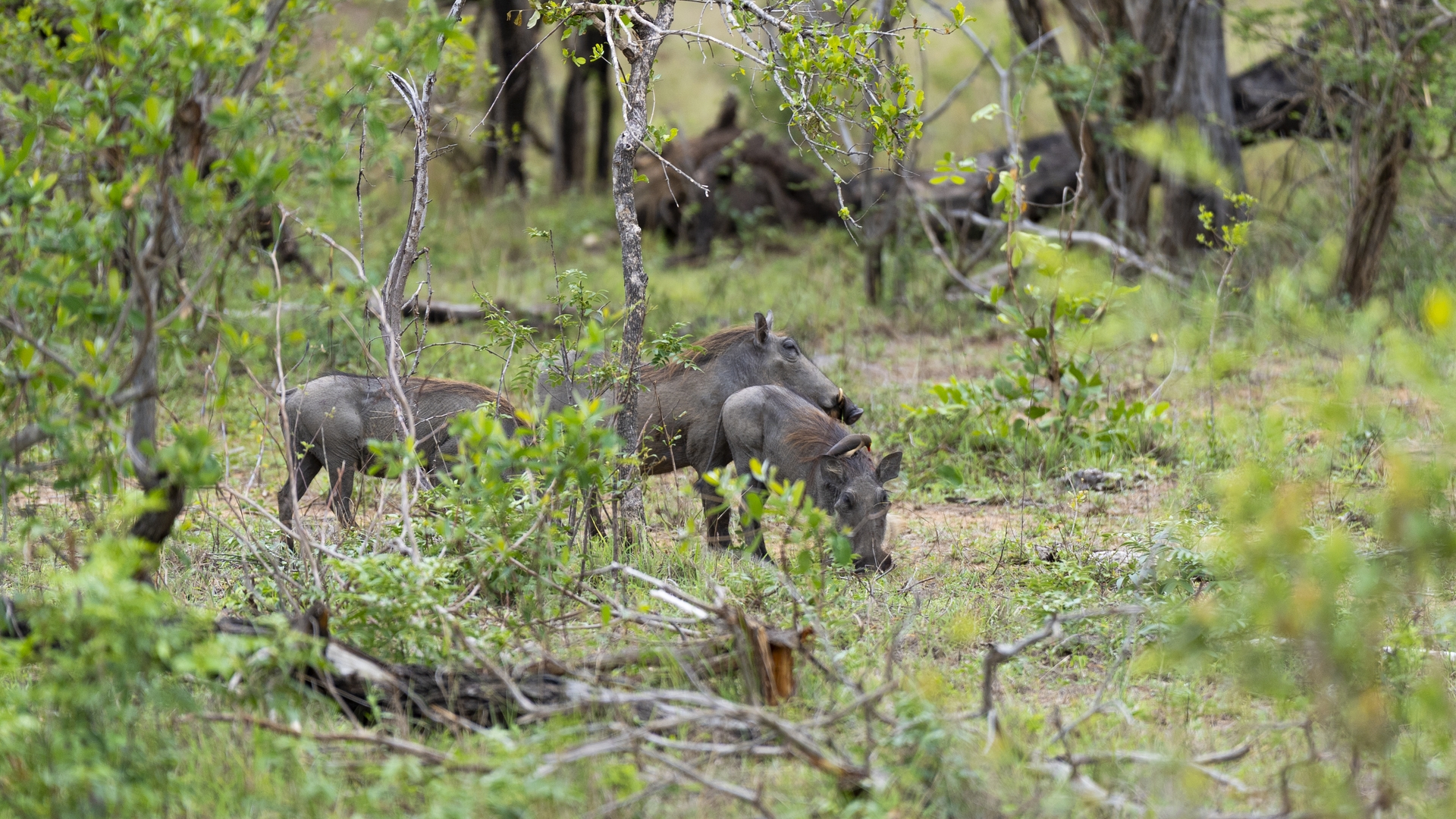 Kruger25 2025 10 31 08 22 51 ILCE 9M3 1378